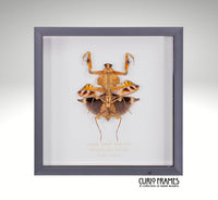 Dead Leaf Mantis