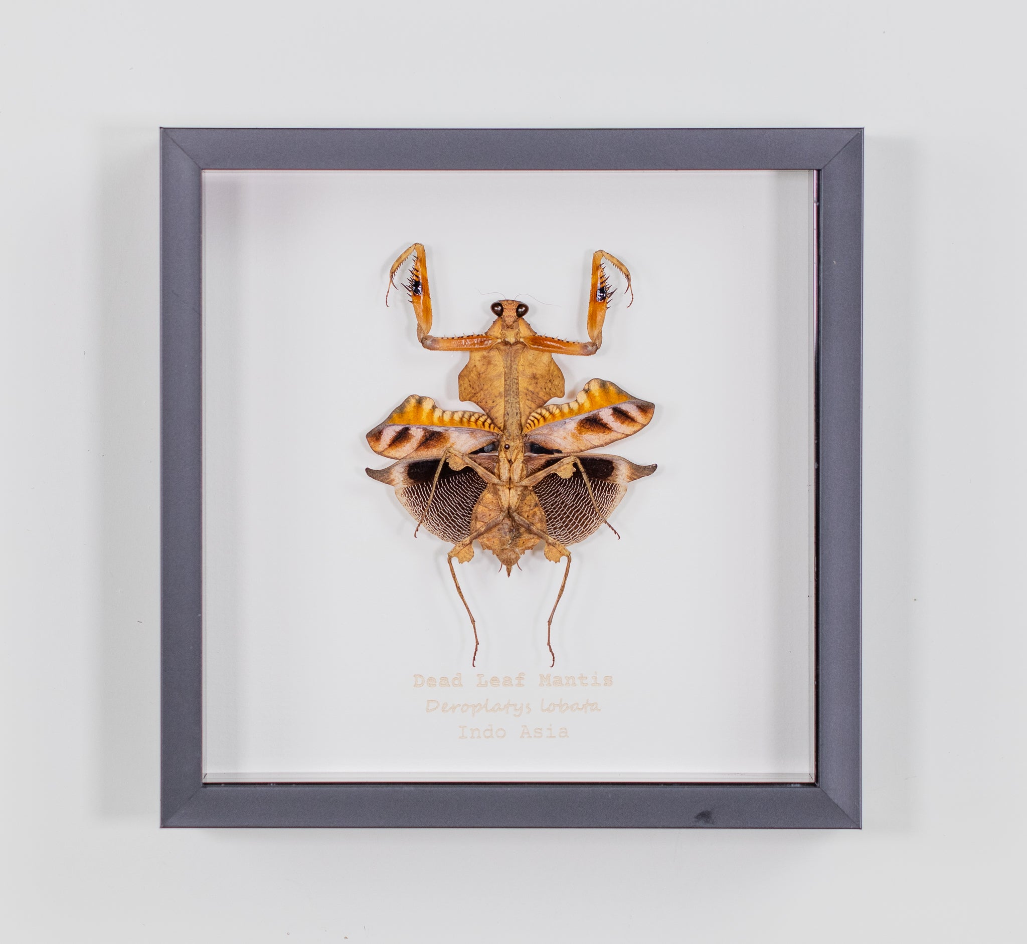 Dead Leaf Mantis