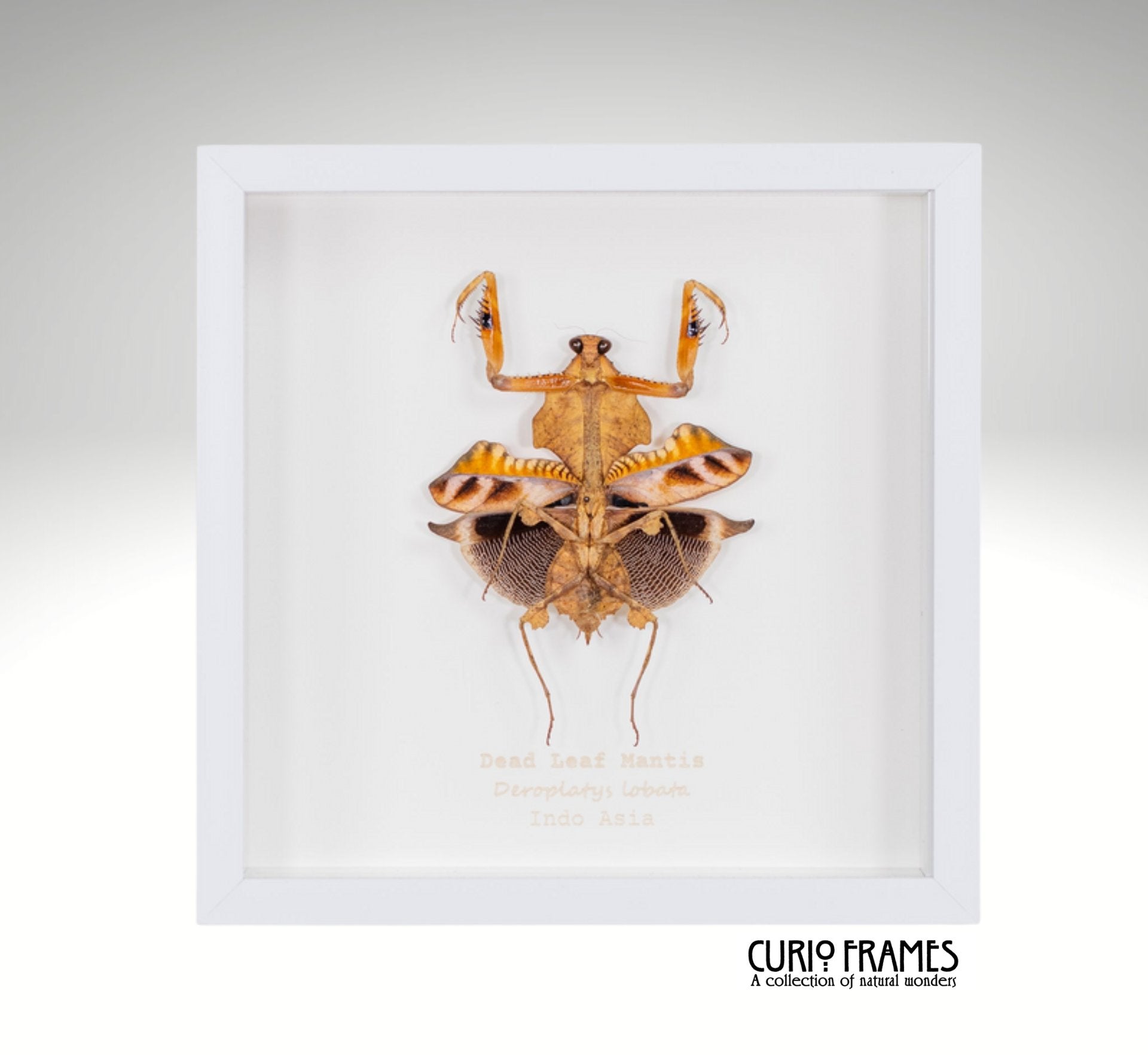 Dead Leaf Mantis