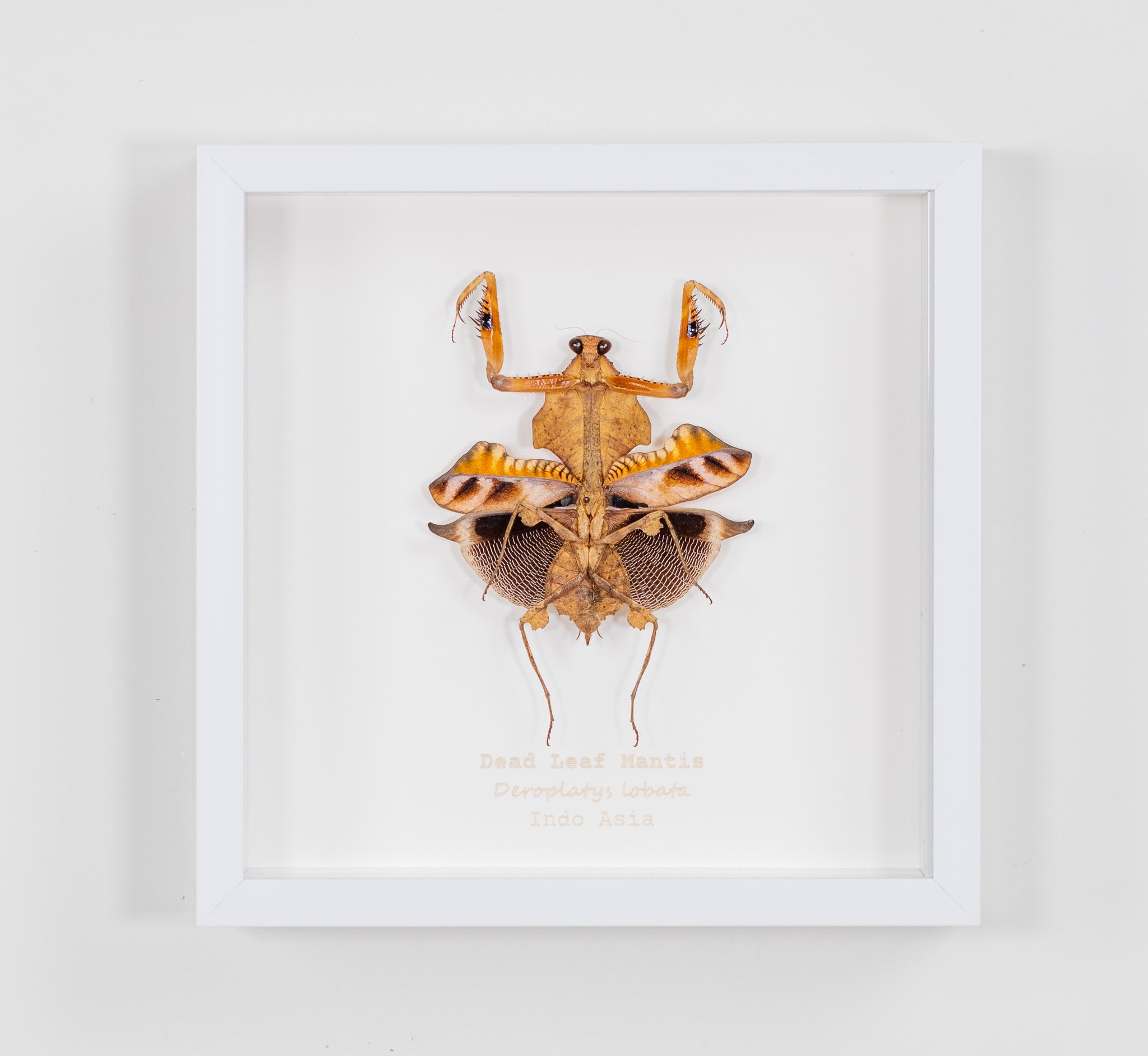 Dead Leaf Mantis