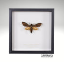 Deaths Head Hawkmoth (6)