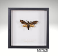 Deaths Head Hawkmoth (6)