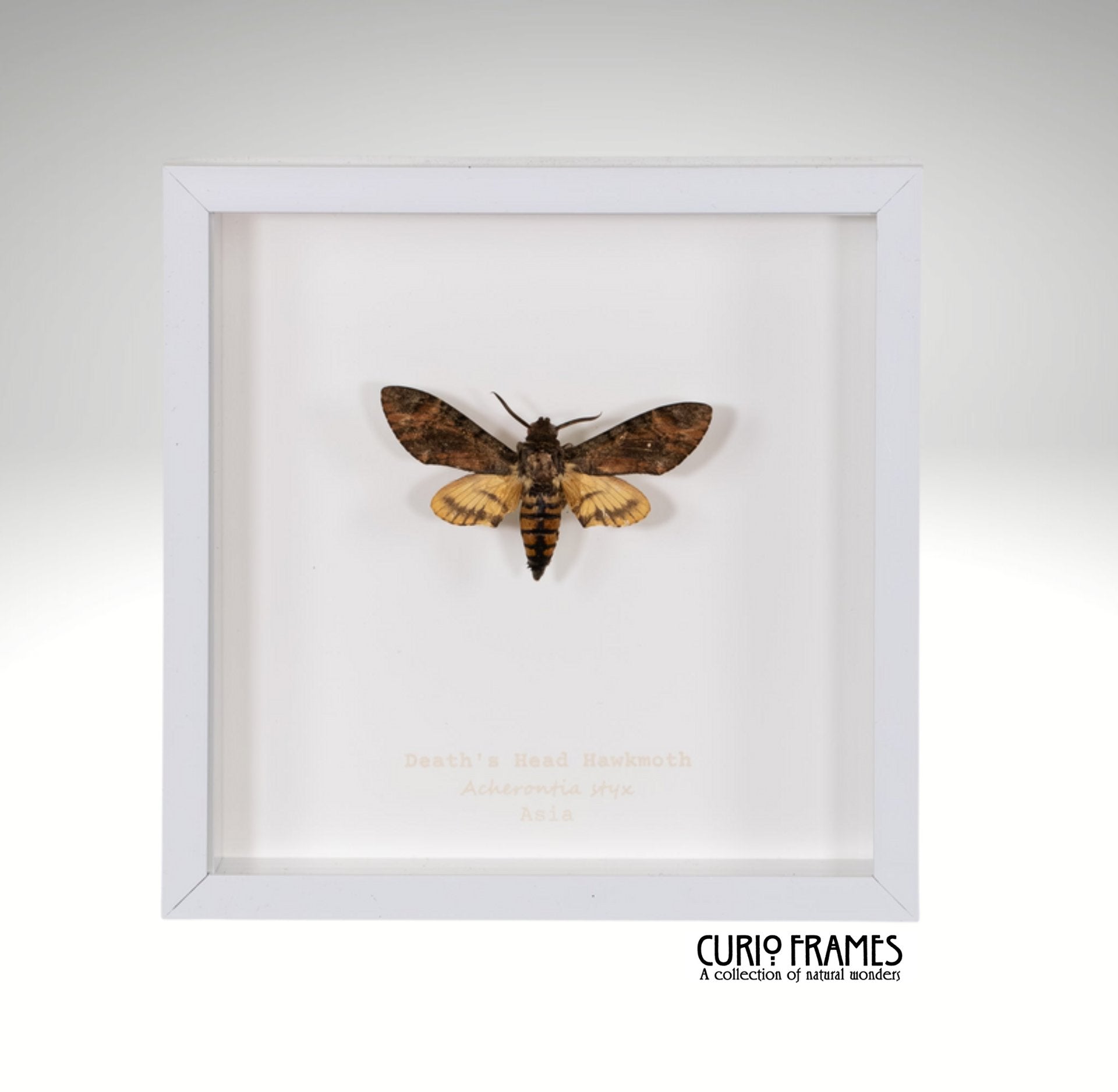 Deaths Head Hawkmoth (6)