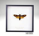 Deaths Head Hawkmoth