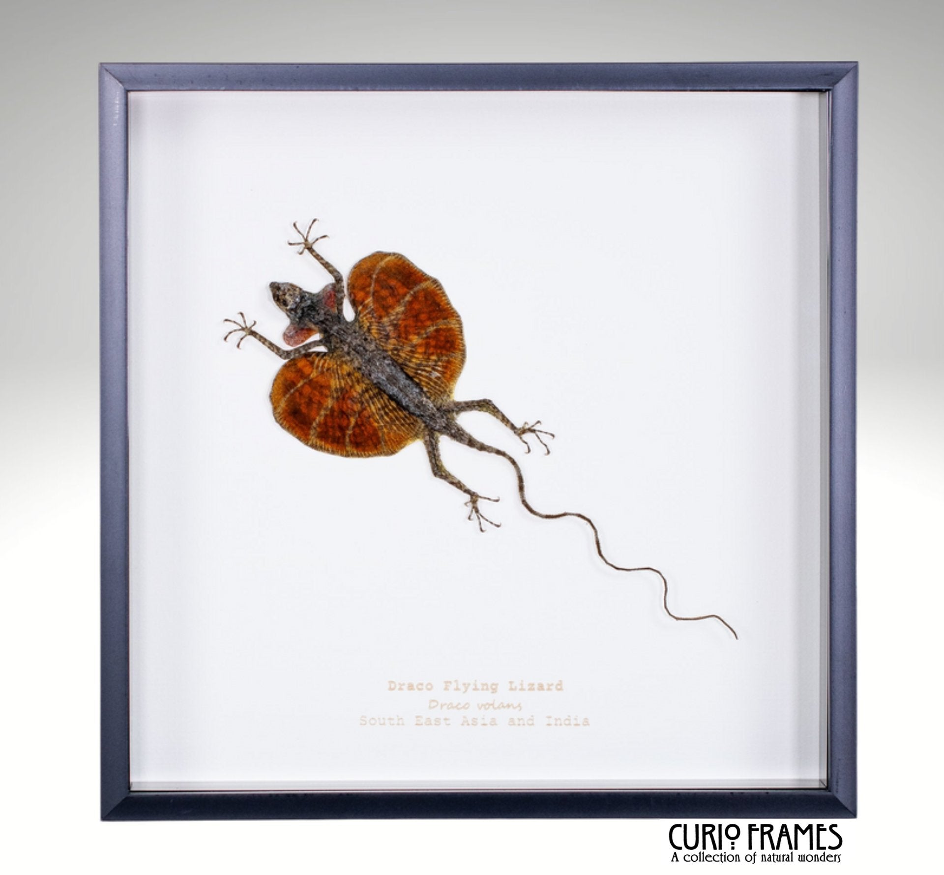 Draco Flying Lizard