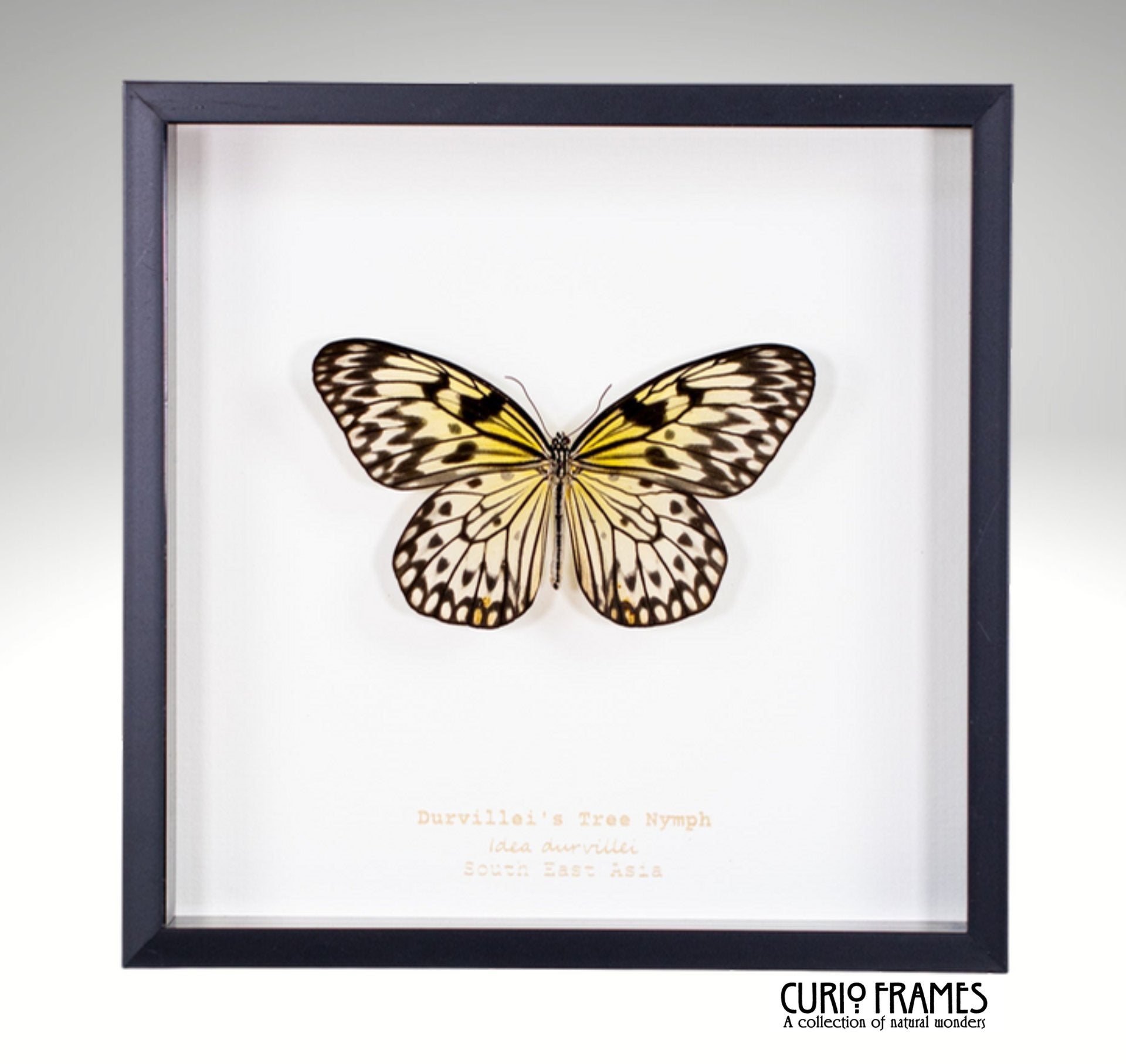 Durvillei's Tree Nymph