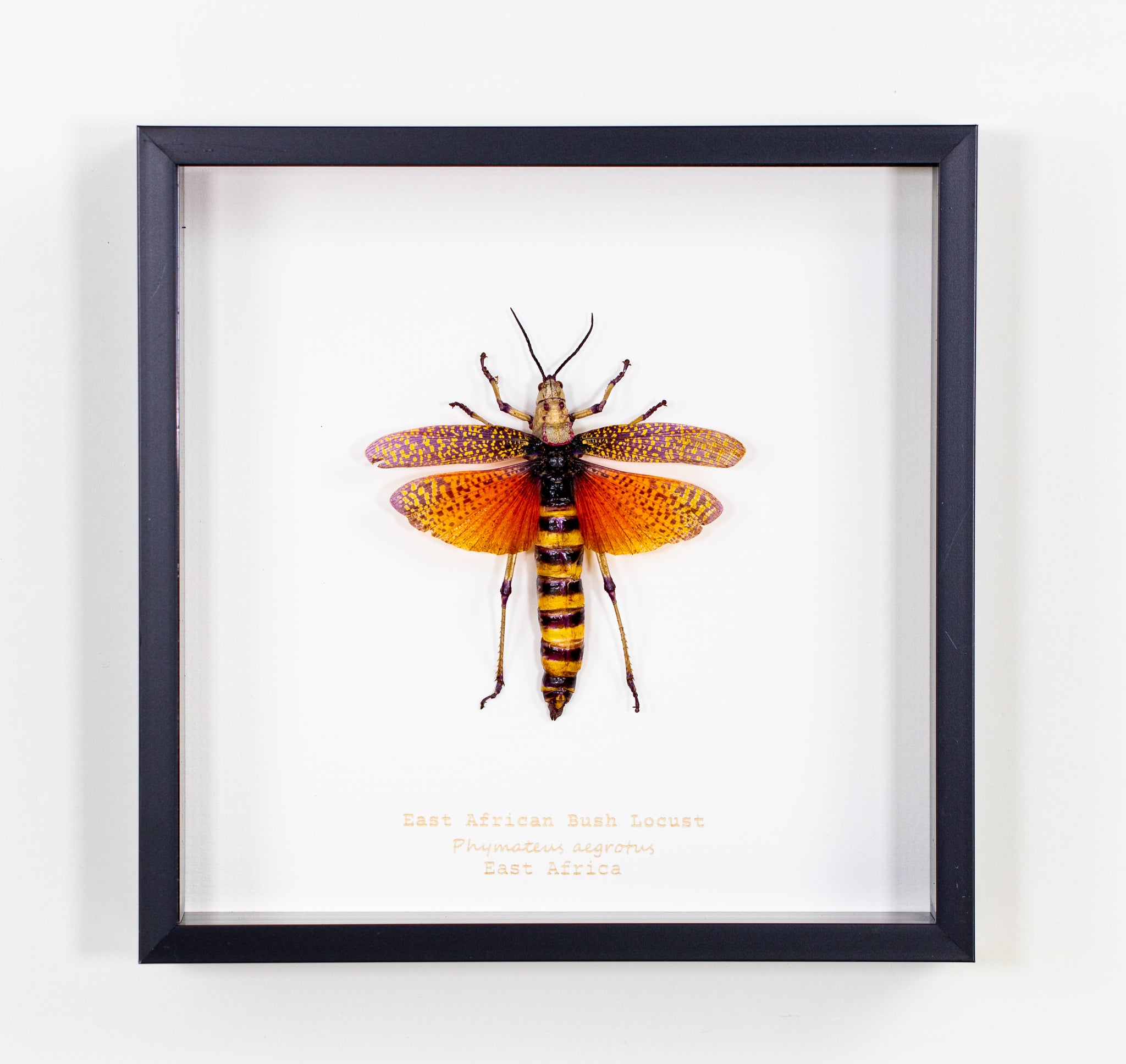 East African Bush Locust