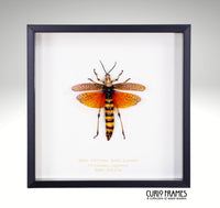 East African Bush Locust