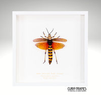 East African Bush Locust