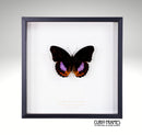 Eight Spot Diadem