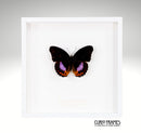 Eight Spot Diadem