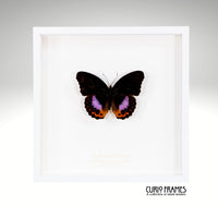 Eight Spot Diadem