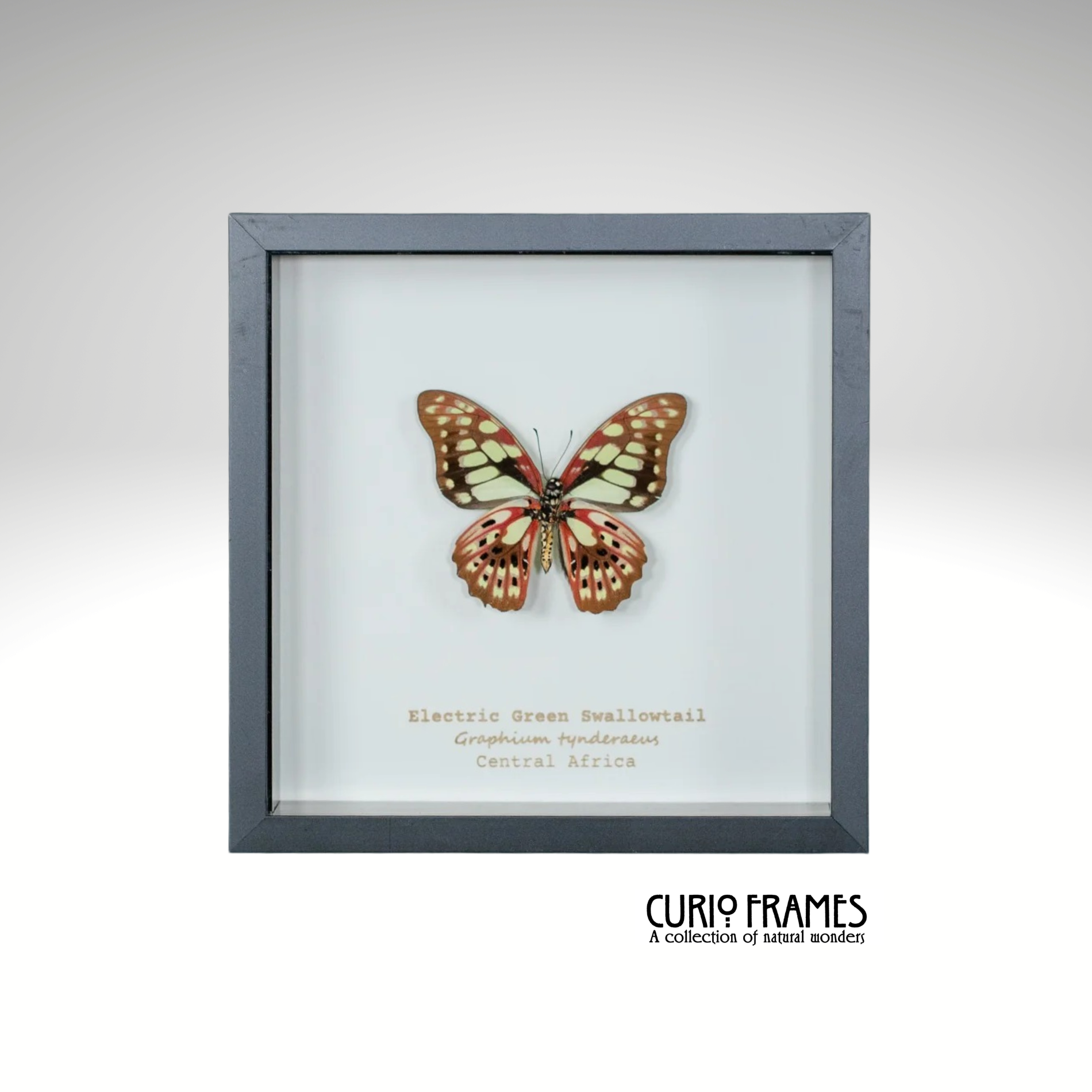 Electric Green Swordtail