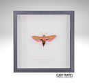 Elephant Hawk-moth