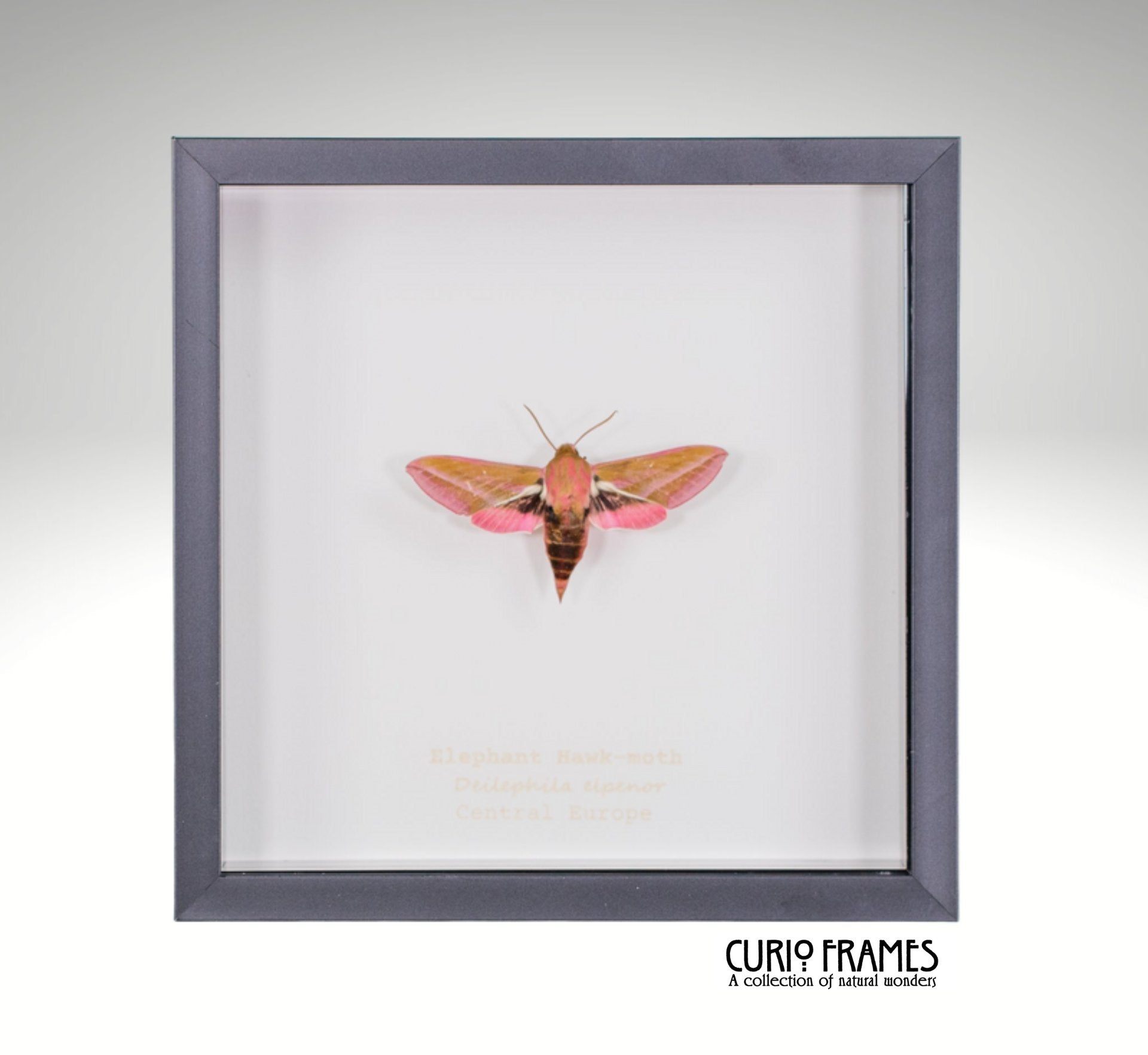 Elephant Hawk-moth