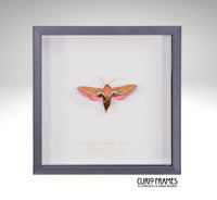 Elephant Hawk-moth