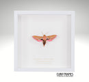 Elephant Hawk-moth
