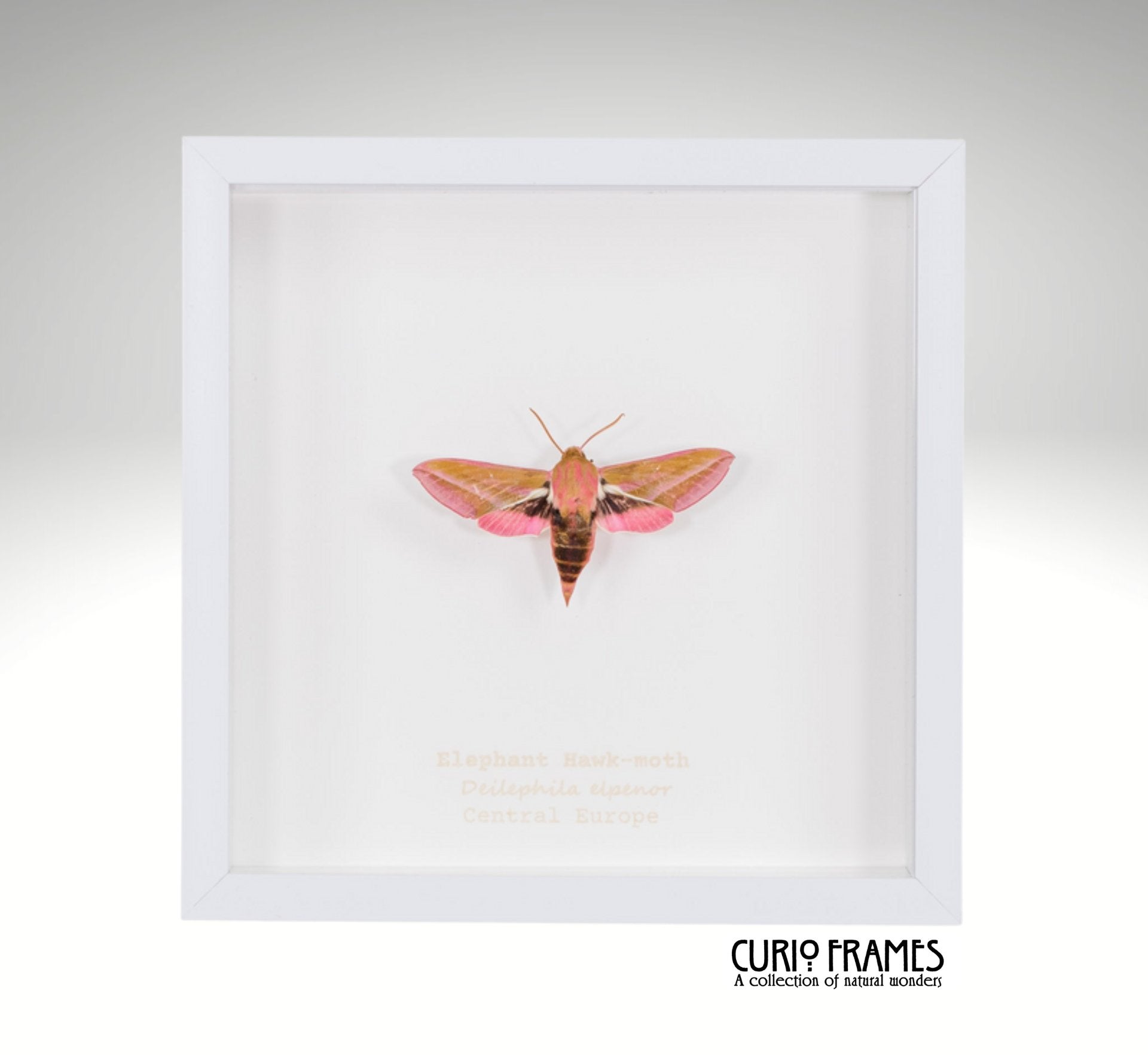 Elephant Hawk-moth