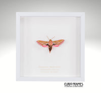 Elephant Hawk-moth