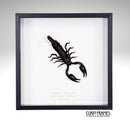 Emperor Scorpion (Large)
