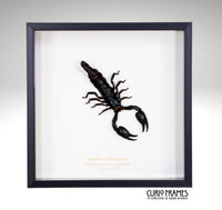 Emperor Scorpion (Large)
