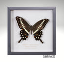 Emperor Swallowtail