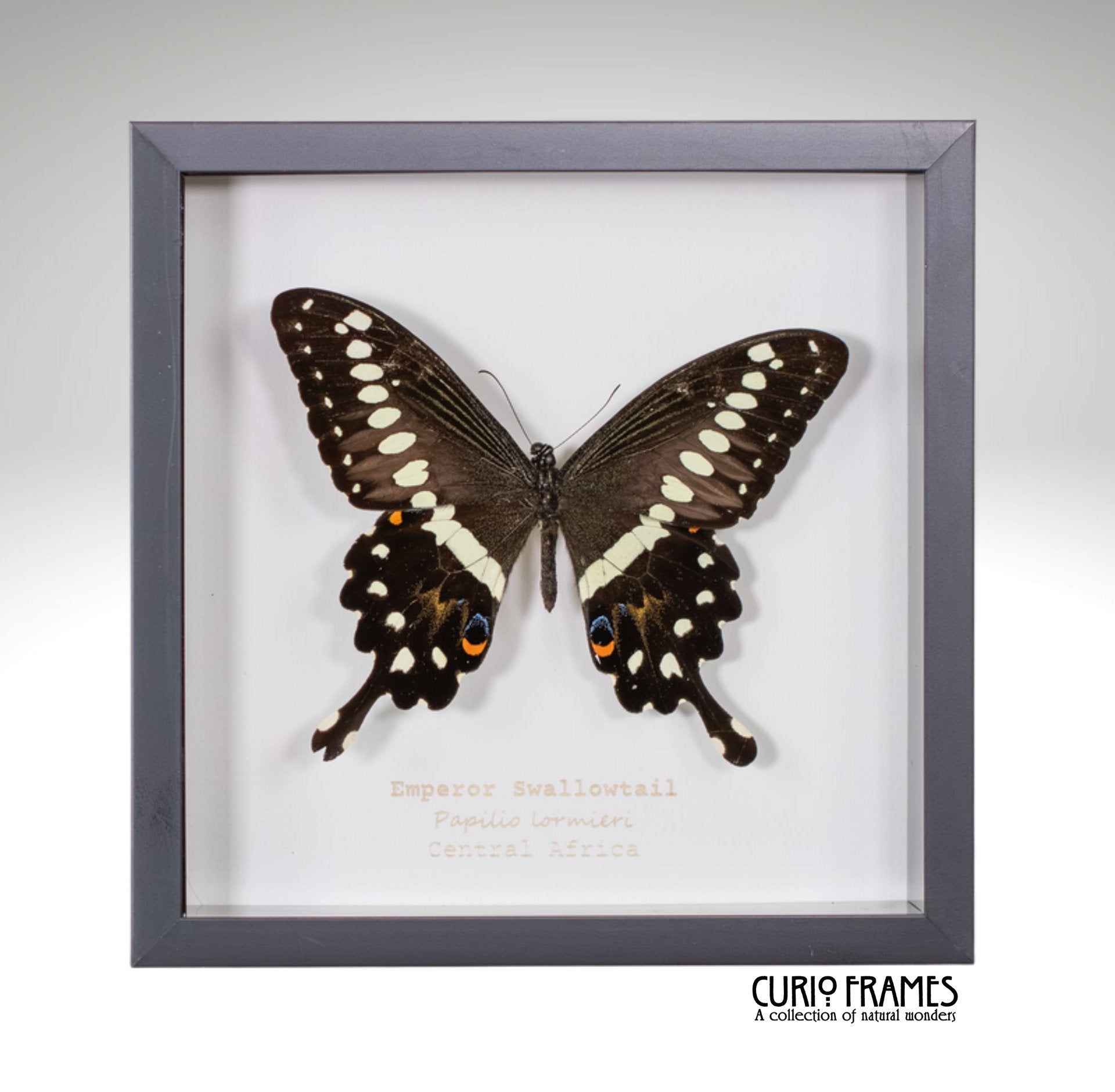 Emperor Swallowtail