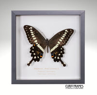 Emperor Swallowtail