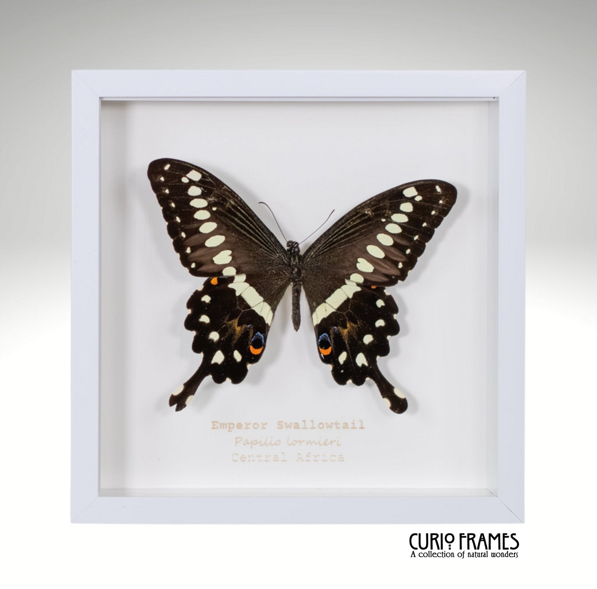 Emperor Swallowtail