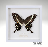 Emperor Swallowtail