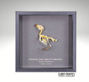 Eurasian Tree Sparrow Skeleton