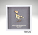 Eurasian Tree Sparrow Skeleton