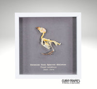 Eurasian Tree Sparrow Skeleton