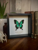 Sea Green Swallowtail