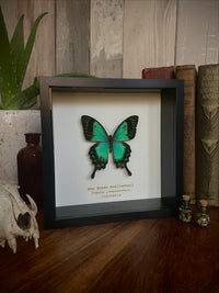 Sea Green Swallowtail