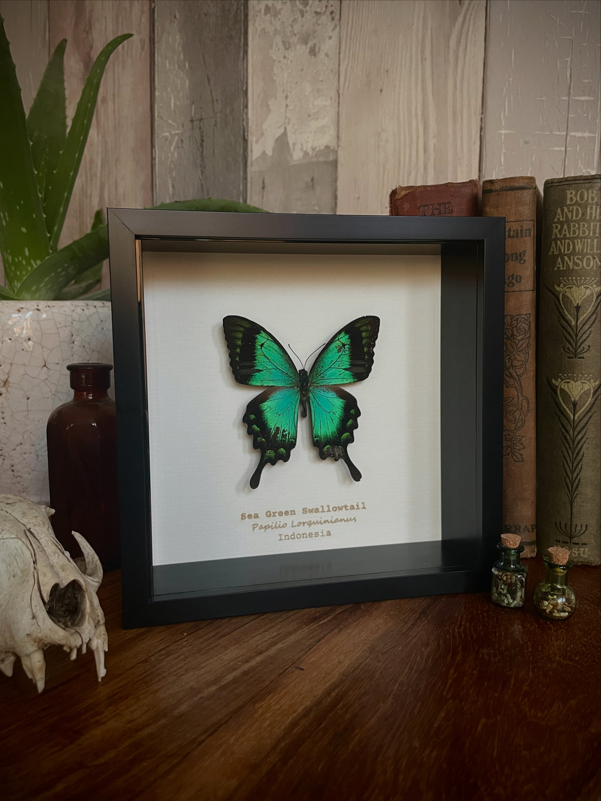 Sea Green Swallowtail