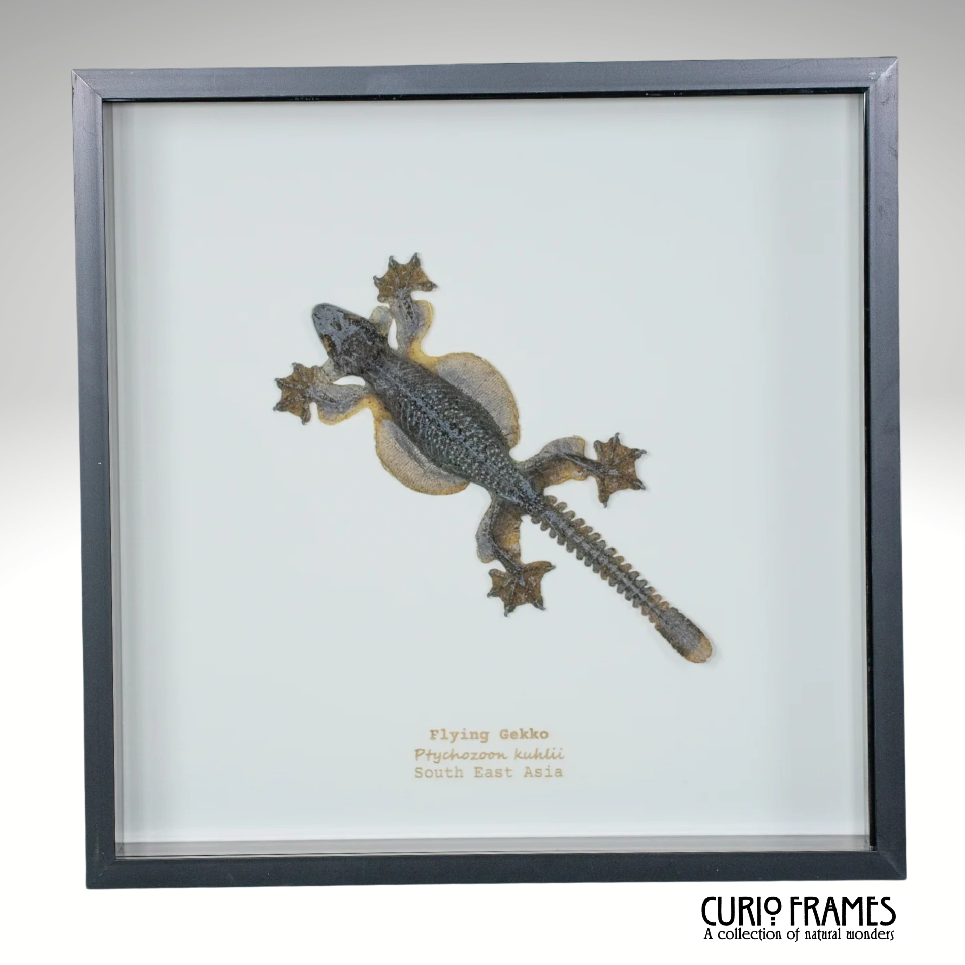Flying Gekko