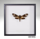 Fulvous Hawk-moth