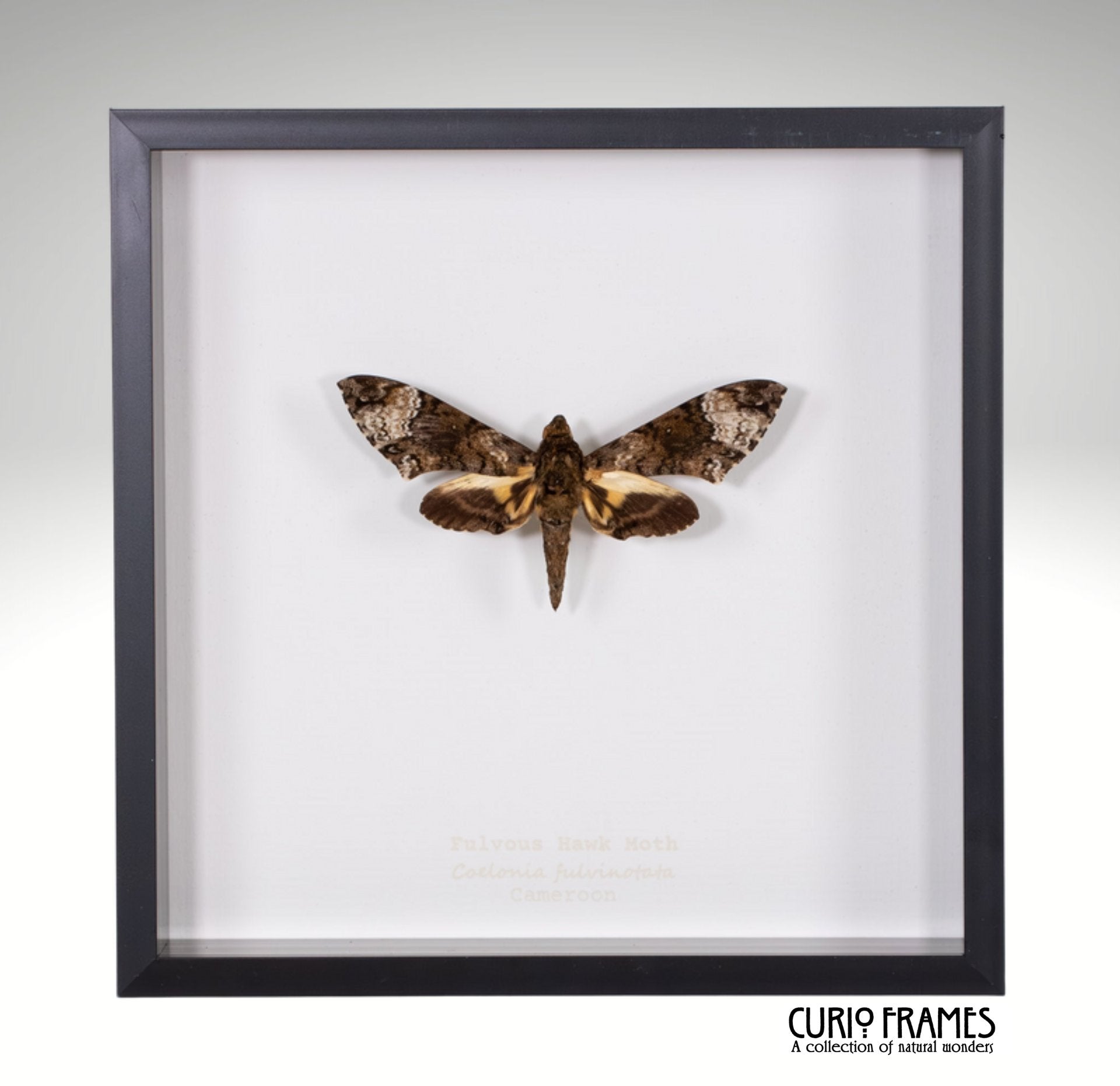 Fulvous Hawk-moth