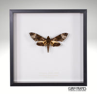 Fulvous Hawk-moth
