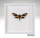 Fulvous Hawk-moth