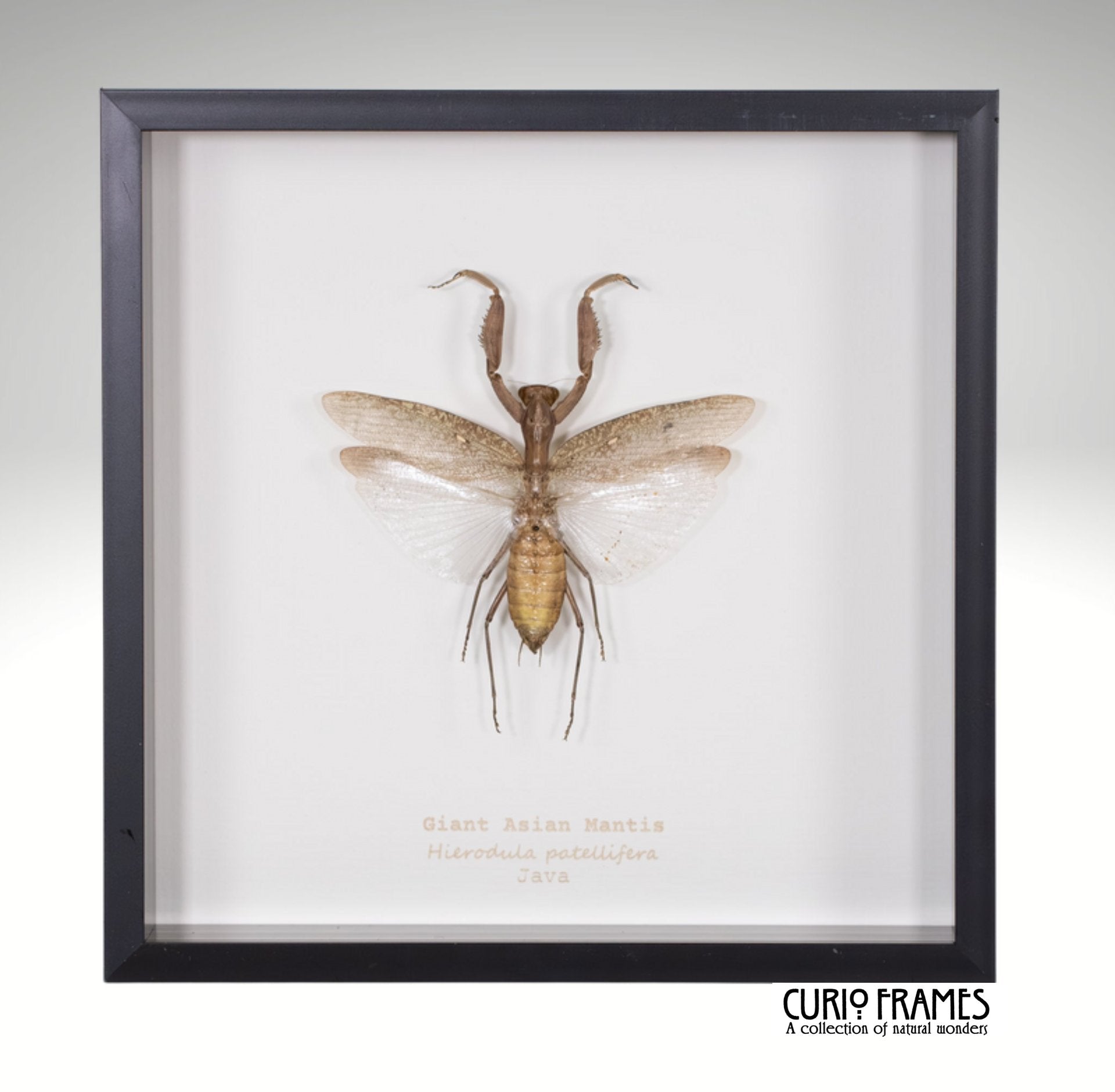 Giant Asian Mantis