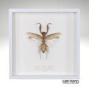 Giant Asian Mantis