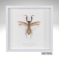 Giant Asian Mantis