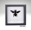 Giant Black Carpenter Bee