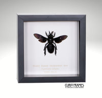 Giant Black Carpenter Bee