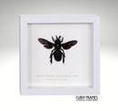 Giant Black Carpenter Bee