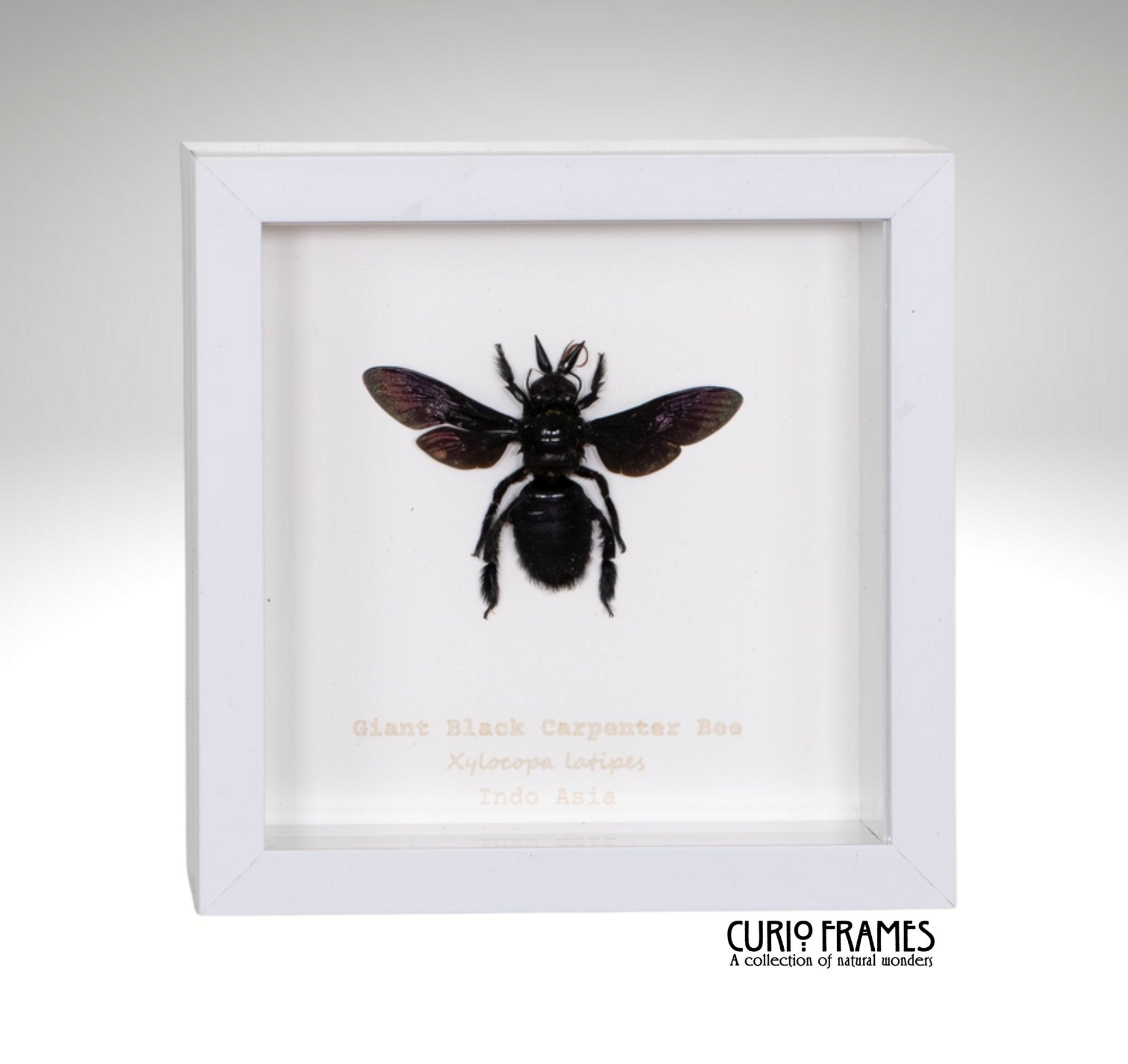 Giant Black Carpenter Bee