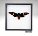 Giant Black Cicada