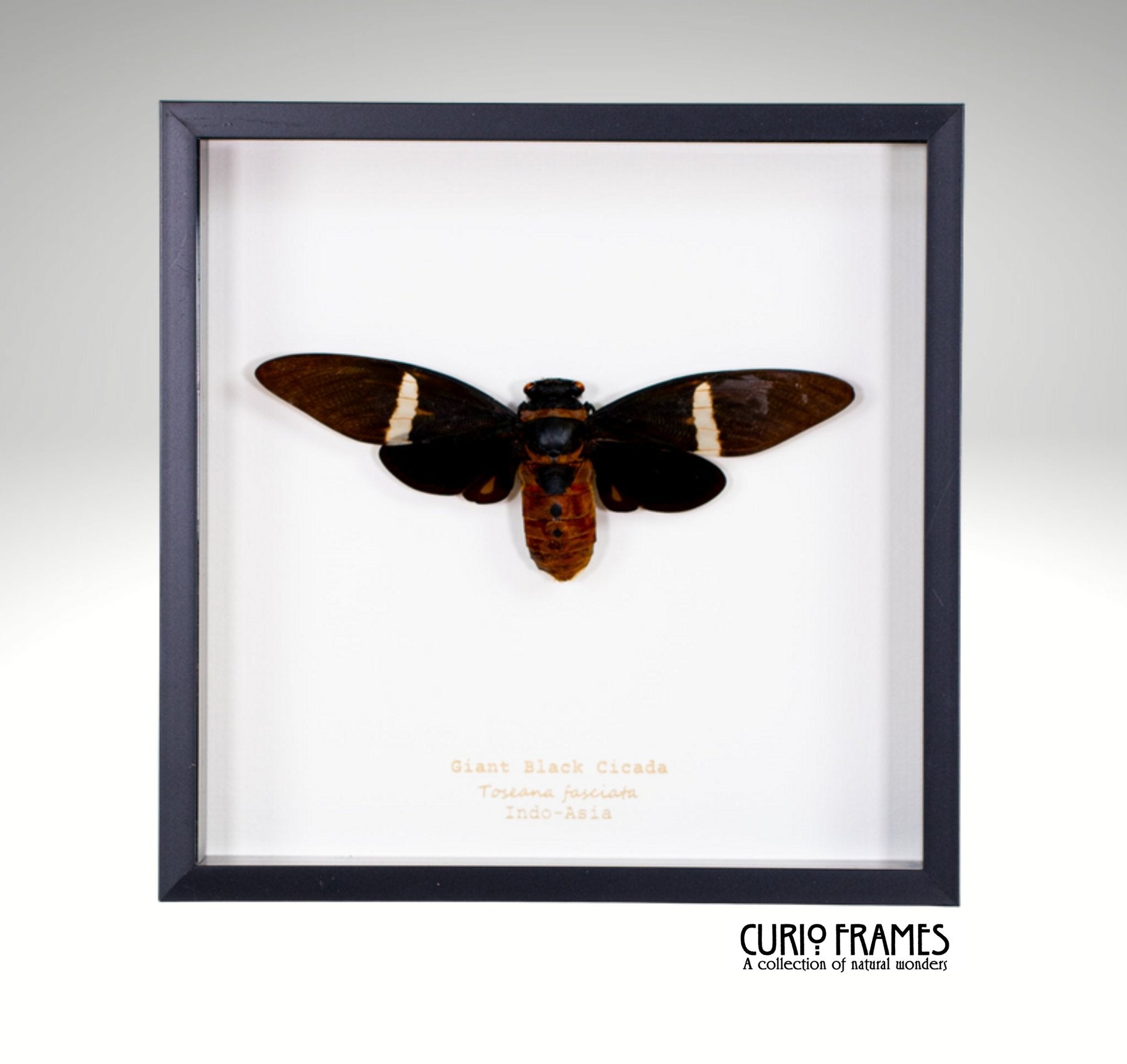Giant Black Cicada